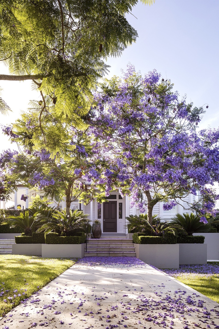 Trồng cây bóng mát ở biệt thự đơn giản với 15 Loại cây trồng