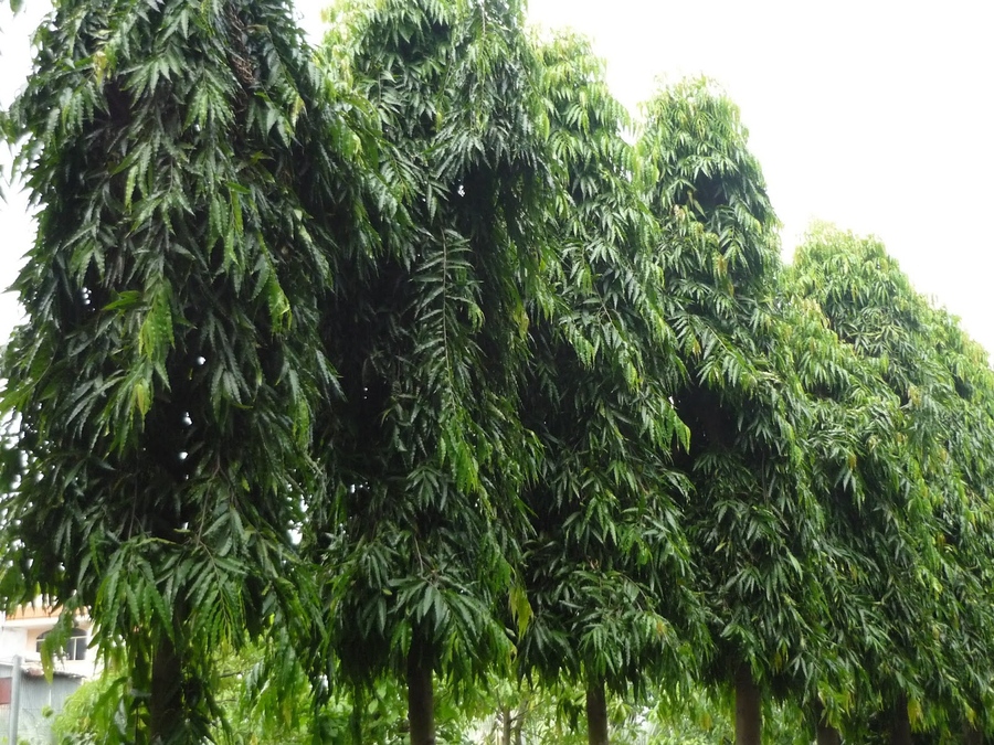 Trồng cây bóng mát ở biệt thự đơn giản với 15 Loại cây trồng