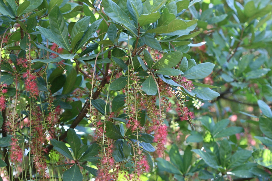 Trồng cây bóng mát ở biệt thự đơn giản với 15 Loại cây trồng