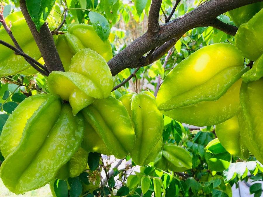 Trồng cây bóng mát ở biệt thự đơn giản với 15 Loại cây trồng