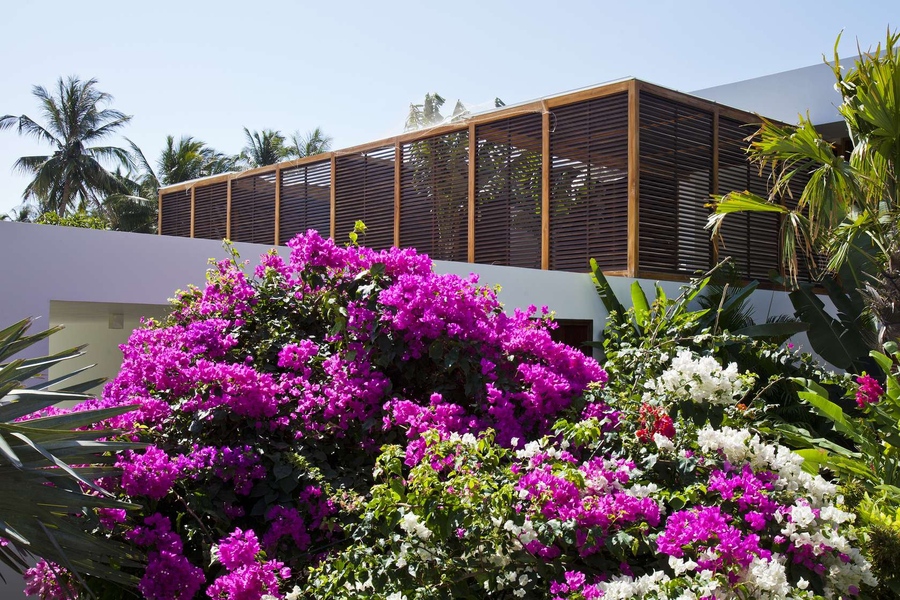 Trồng cây bóng mát ở biệt thự đơn giản với 15 Loại cây trồng