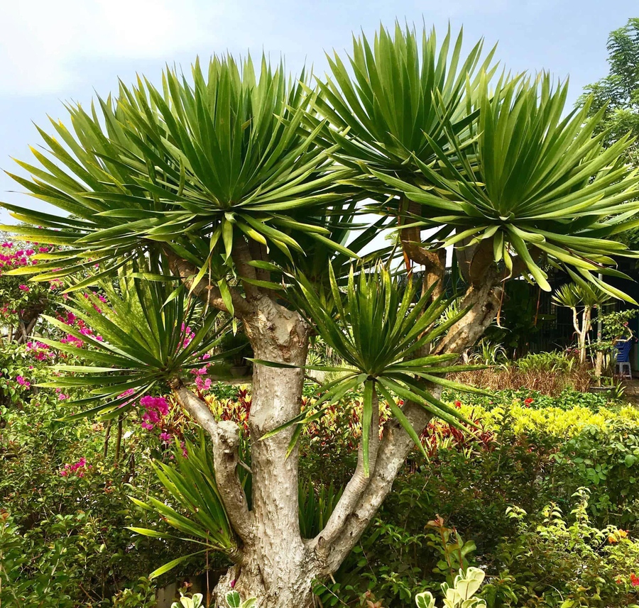 Trồng cây bóng mát ở biệt thự đơn giản với 15 Loại cây trồng