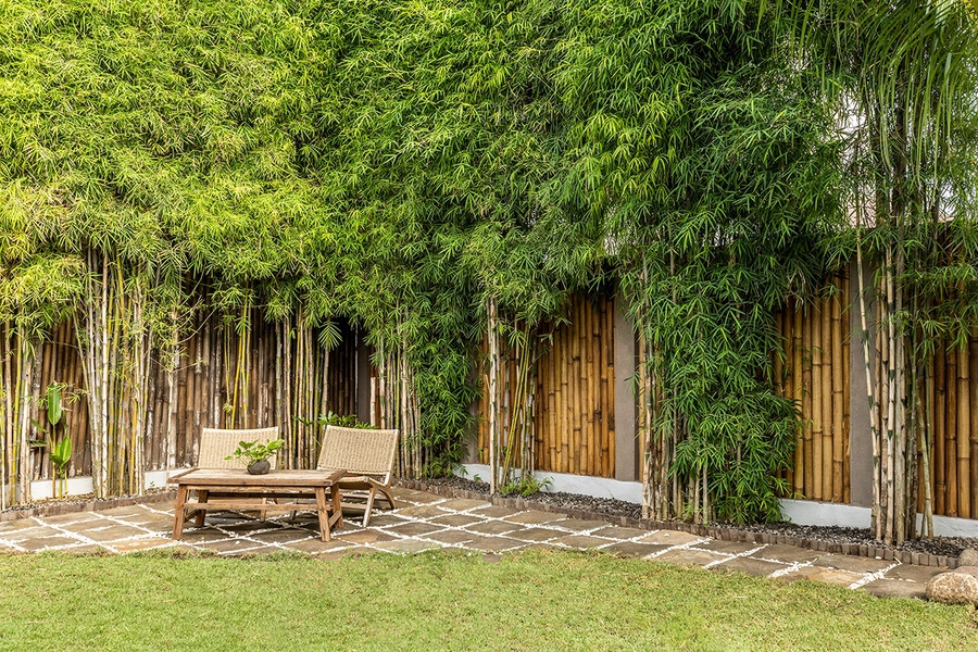 Trồng cây bóng mát ở biệt thự đơn giản với 15 Loại cây trồng