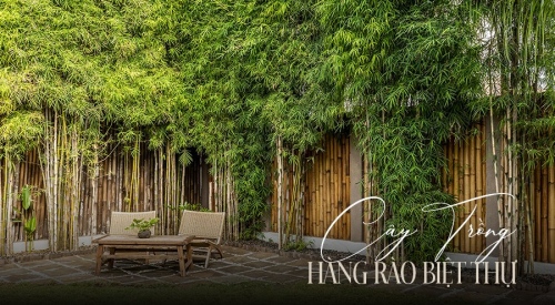 Gợi ý 9 Cây trồng hàng rào biệt thự ấn tượng, đẹp mắt