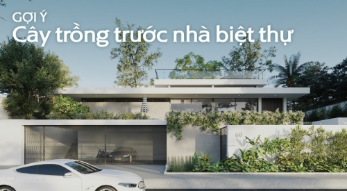 TOP 17 loại cây trồng trước nhà biệt thự đẹp, tốt phong thủy thu hút tài lộc